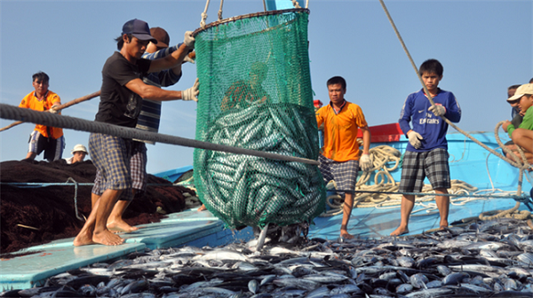Da Nang puts into operation its first fisheries logistics service collective